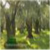 Digital Story - Mediterranean forests